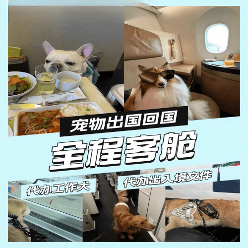 吐鲁番地区宠物托运到白俄罗斯宠物入境规定和要求